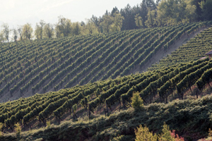 Vinogradi vinarije Jungić Vinogradi vinarije Jungić